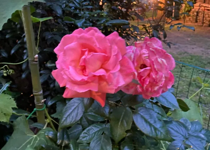 Angelina Homes I Casa Glicine I 5 Minuti A Piedi Dalle Spiagge I Giardino I Parcheggio Privato *