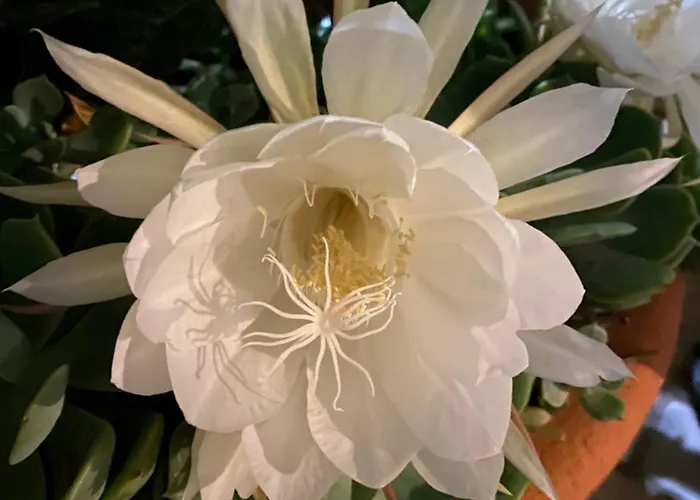 Angelina Homes I Casa Glicine I 5 Minuti A Piedi Dalle Spiagge I Giardino I Parcheggio Privato Lägenhet *